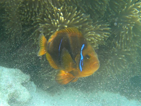 45- Poisson clown 